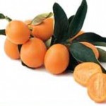 frutto kumquat