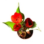 bulbi tulipani